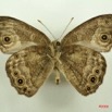010 Lepidoptera (FV) Nymphalidae Satyrinae Biciclus dorothea IMG_3076WTMK.JPG