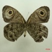 012 Lepidoptera (FV) Nymphalidae Satyrinae Ypthima doleta m IMG_3065WTMK.JPG