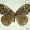 013 Lepidoptera (FD) Nymphalidae Satyrinae Ypthima doleta m IMG_3276WTMK.JPG