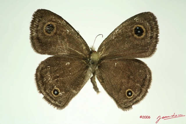 015 Lepidoptera (FD) Nymphalidae Satyrinae Ypthima doleta m IMG_3282WTMK.JPG