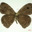 015 Lepidoptera (FD) Nymphalidae Satyrinae Ypthima doleta m IMG_3282WTMK.JPG
