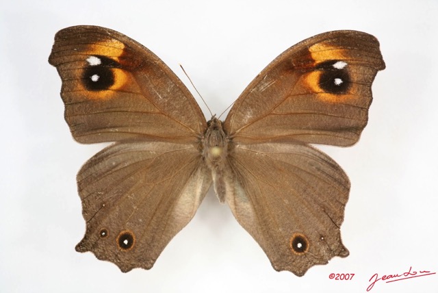 017 Lepidoptera (FD) Nymphalidae Satyrinae Melanitis leda m IMG_3439WTMK.jpg