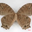 018 Lepidoptera (FV) Nymphalidae Satyrinae Melanitis leda m IMG_3442WTMK.jpg