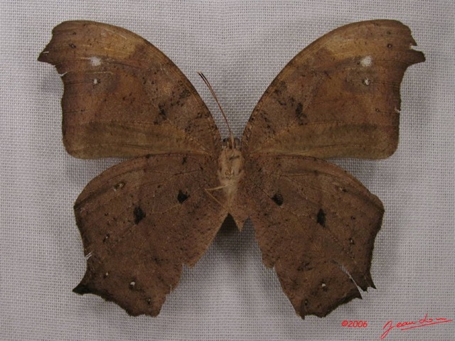 020 Lepidoptera (FV) Nymphalidae Satyrinae Melanitis leda IMG_3986WTMK.JPG