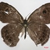 021 Lepidoptera (FD) Nymphalidae Satyrinae Ypthima itonia m 7IMG_5691WTMK.JPG