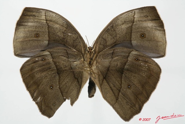 024 Lepidoptera (FV) Nymphalidae Satyrinae Bicyclus sebetus 7EIMG_2498WTMK.JPG