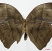 024 Lepidoptera (FV) Nymphalidae Satyrinae Bicyclus sebetus 7EIMG_2498WTMK.JPG