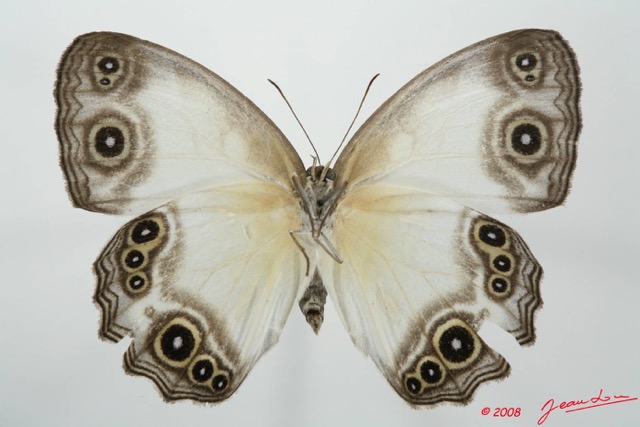 026 Lepidoptera (FV) Nymphalidae Satyrinae Hallelesis asochis 8EIMG_20693WTMK.JPG