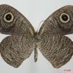 028 Lepidoptera (FV) Nymphalidae Satyrinae Ypthima doleta m 8EIMG_20840WTMK.JPG