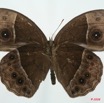 032 Lepidoptera (FV) Nymphalidae Satyrinae Bicyclus 8EIMG_26174WTMK.jpg