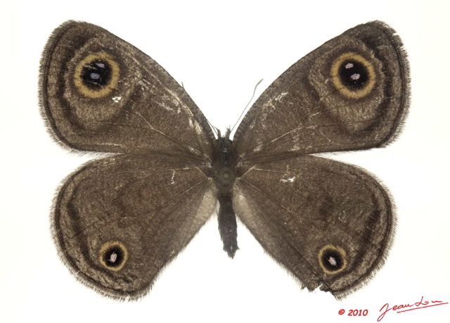 035 Lepidoptera 103d (FD) Nymphalidae Satyrinae Ypthima doleta m 10E5K2IMG_61495wtmk.jpg