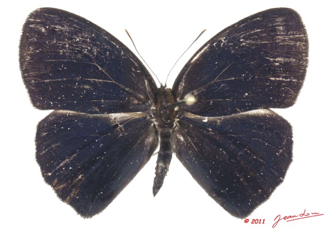 037 Lepidoptera 113b (FD) Nymphalidae Satyrinae Bicyclus smithi 11E5K2IMG_68699wtmk.jpg