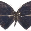 037 Lepidoptera 113b (FD) Nymphalidae Satyrinae Bicyclus smithi 11E5K2IMG_68699wtmk.jpg