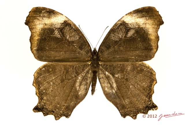 041 Lepidoptera 118c (FD) Nymphalidae Satyrinae Gnophodes betsimena 12E5K2IMG_73866wtmk.jpg