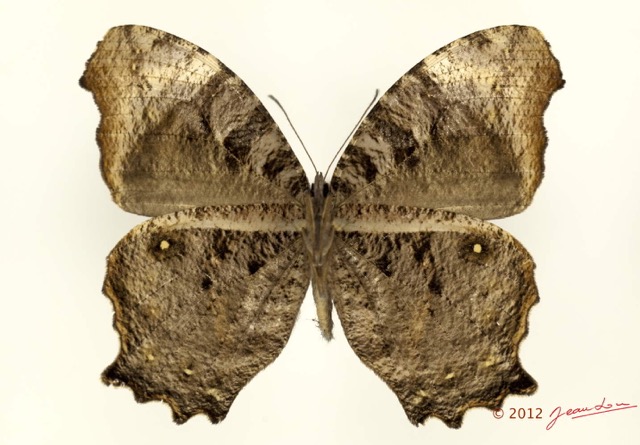 042 Lepidoptera 118c (FV) Nymphalidae Satyrinae Gnophodes betsimena 12E5K2IMG_73867wtmk.jpg