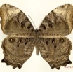 042 Lepidoptera 118c (FV) Nymphalidae Satyrinae Gnophodes betsimena 12E5K2IMG_73867wtmk.jpg