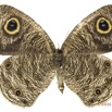 048 Lepidoptera 128a (FV) Nymphalidae Satyrinae Yphtima doleta 16E5K3IMG_119014wtmk.jpg