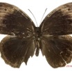 049 Lepidoptera 128c (FD) Nymphalidae Satyrinae Bicyclus technatis m 16E5K3IMG_119017wtmk.jpg