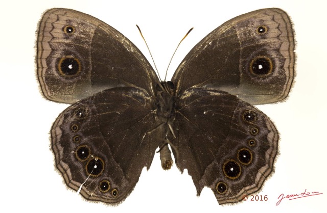 050 Lepidoptera 128c (FV) Nymphalidae Satyrinae Bicyclus technatis m 16E5K3IMG_119018wtmk.jpg