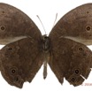 052 Lepidoptera 130c (FV) Nymphalidae Satyrinae Bicyclus sandace m 16E5K3IMG_119293wtmk.jpg