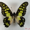 001 Lepidoptere (FD) Papilionidae Graphium tindareus IMG_2052WTMK.JPG