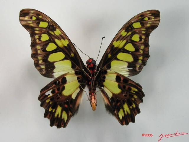 002 Lepidoptere (FV) Papilionidae Graphium tindareus IMG_2053WTMK.JPG