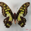 002 Lepidoptere (FV) Papilionidae Graphium tindareus IMG_2053WTMK.JPG