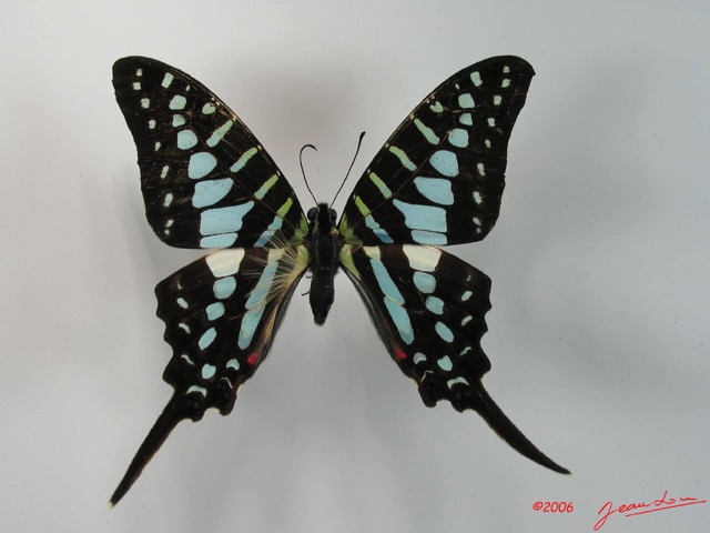 003 Lepidoptere (FD) Papilionidae IMG_2054WTMK.JPG