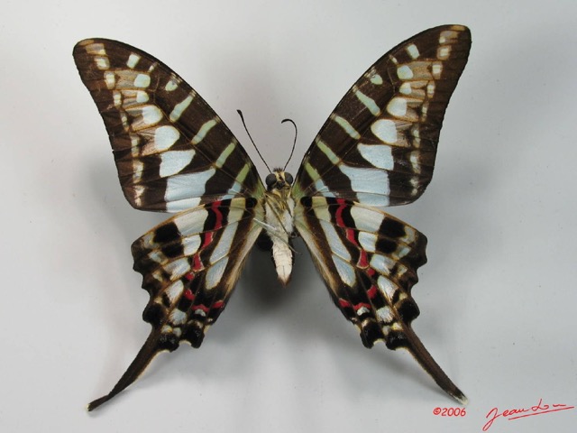 004 Lepidoptere (FV) Papilionidae IMG_2055WTMK.JPG
