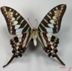 004 Lepidoptere (FV) Papilionidae IMG_2055WTMK.JPG