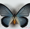 005 Lepidoptere (FD) Papilionidae IMG_2323WTMK.JPG