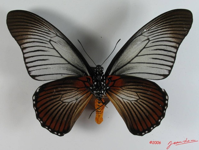 006 Lepidoptere (FV) Papilionidae IMG_2324WTMK.JPG