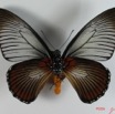006 Lepidoptere (FV) Papilionidae IMG_2324WTMK.JPG