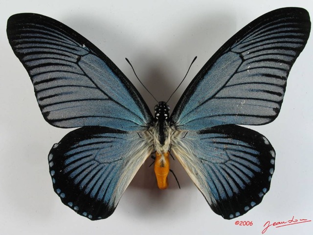 007 Lepidoptere (FD) Papilionidae Papilio zalmoxis IMG_2322WTMK.JPG