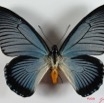 007 Lepidoptere (FD) Papilionidae Papilio zalmoxis IMG_2322WTMK.JPG