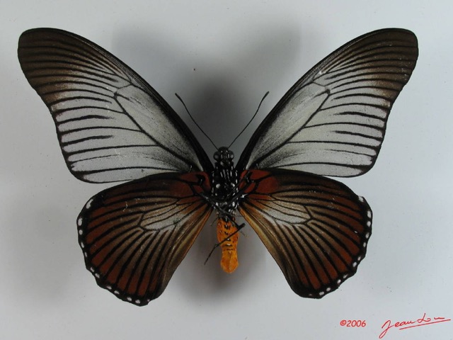 008 Lepidoptere (FV) Papilionidae Papilio zalmoxis IMG_2325WTMK.JPG