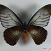 008 Lepidoptere (FV) Papilionidae Papilio zalmoxis IMG_2325WTMK.JPG