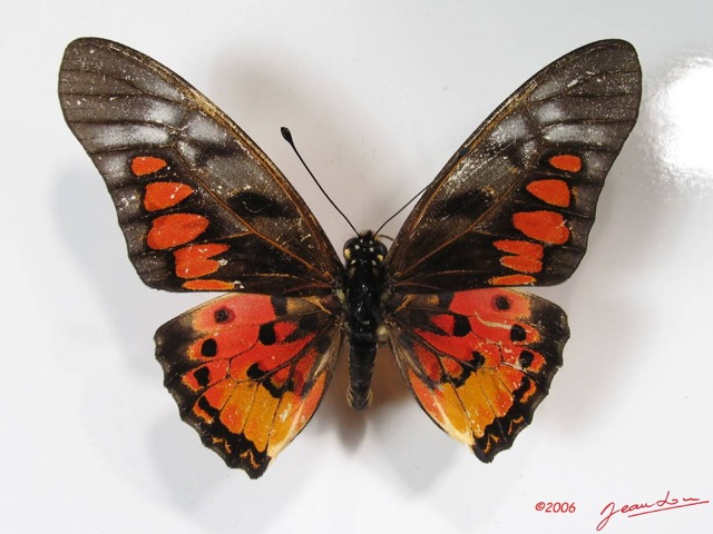009 Lepidoptere (FD) Papilionidae Graphium ridleyanus IMG_2577WTMK.JPG