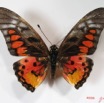 009 Lepidoptere (FD) Papilionidae Graphium ridleyanus IMG_2577WTMK.JPG