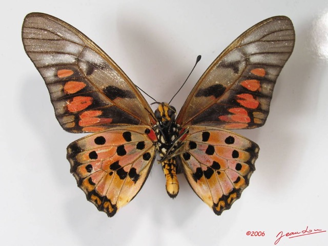 010 Lepidoptere (FV) Papilionidae Graphium ridleyanus IMG_2578WTMK.JPG