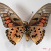 010 Lepidoptere (FV) Papilionidae Graphium ridleyanus IMG_2578WTMK.JPG