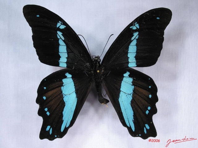 011 Lepidoptere (FD) Papilionidae Papilio nireus nireus IMG_3081WTMK.JPG