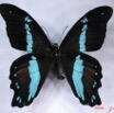 011 Lepidoptere (FD) Papilionidae Papilio nireus nireus IMG_3081WTMK.JPG