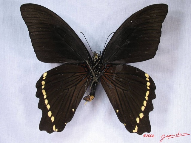 012 Lepidoptere (FV) Papilionidae Papilio nireus nireus IMG_3082WTMK.JPG