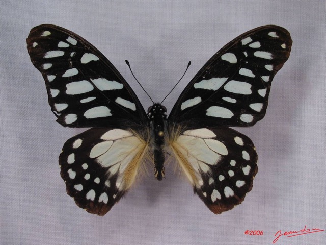 013 Lepidoptere (FD) Papilionidae Graphium leonidas IMG_3268WTMK.JPG