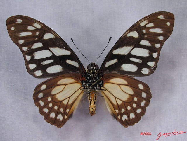 014 Lepidoptere (FV) Papilionidae Graphium leonidas IMG_3269WTMK.JPG