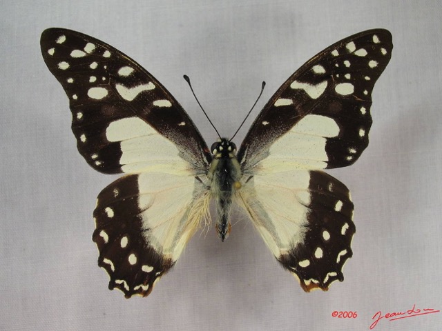 015 Lepidoptere (FD) Papilionidae Graphium angolanus IMG_3636WTMK.JPG
