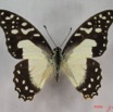 015 Lepidoptere (FD) Papilionidae Graphium angolanus IMG_3636WTMK.JPG
