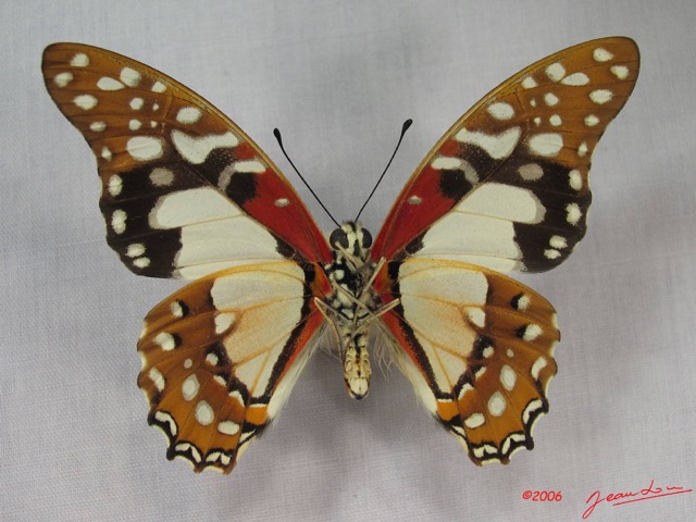 016 Lepidoptere (FV) Papilionidae Graphium angolanus IMG_3640WTMK.JPG