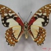016 Lepidoptere (FV) Papilionidae Graphium angolanus IMG_3640WTMK.JPG